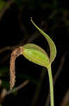 Pink lady's slipper <BR>Moccasin flower